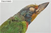 五色鳥藏品圖，第8張